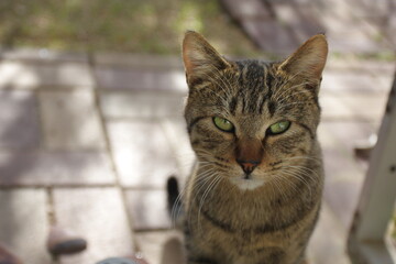 Fototapeta premium 猫
