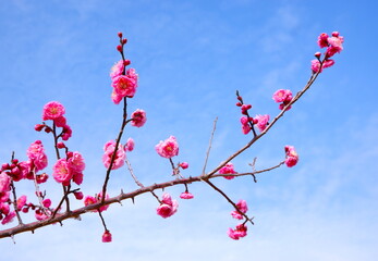 梅の花（コウバイ）