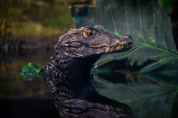 Portrait of a crocodile resting in the lake