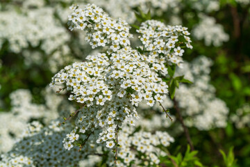 Russia. Kronstadt May 19, 2021. Bright white flowers bloomed on the bushes of spirea.