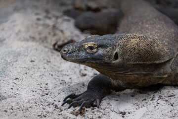 Portrait of a komodo dragon in the beach