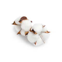 Beautiful cotton flowers isolated on white background