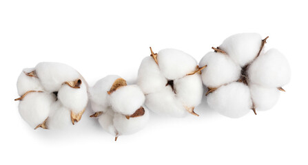 Beautiful soft cotton flowers isolated on white background
