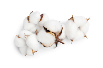 Beautiful soft cotton flowers isolated on white background