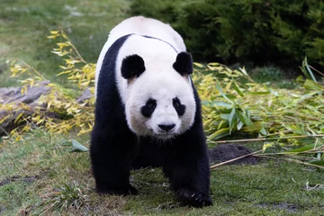 Gordijnen Portrait of a panda in the meadow © AB Photography