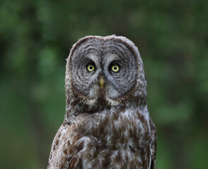 face of great gray owl in nature