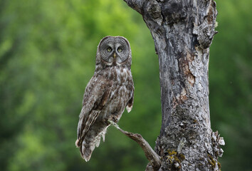 great gray owl in forest