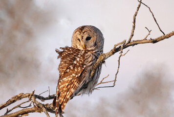 barred owl in nature during winter