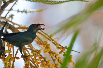 Green and black Philippine glossy starling bird eating fruits on the tree in Cebu, Philippines