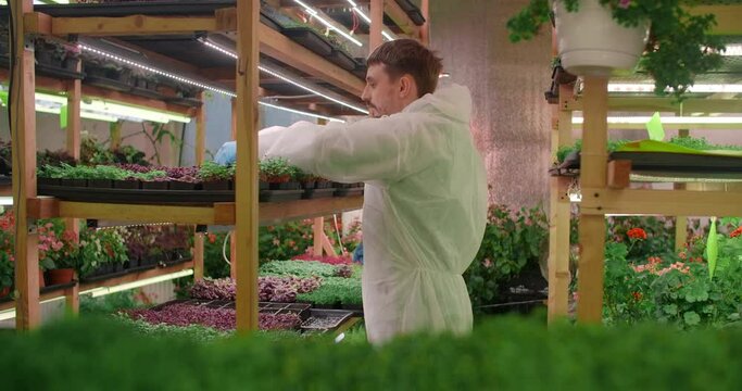 Farmer works ath the microgreens vertical farm, vitaminized superfood, agriculture business, 4k 60p Prores