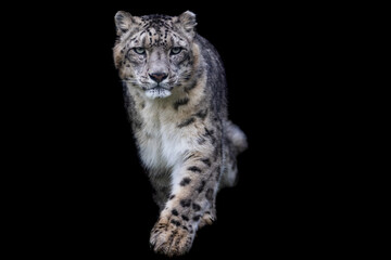 Fototapeta na wymiar Portrait of a snow leopard with a black background