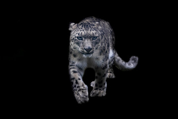 Portrait of a snow leopard with a black background