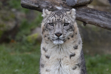 Obraz premium Portrait of a snow leopard in the meadow