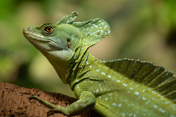 A closeup shot of a green common basilisk on a blurred background
