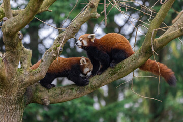 Red panda playing in the tree