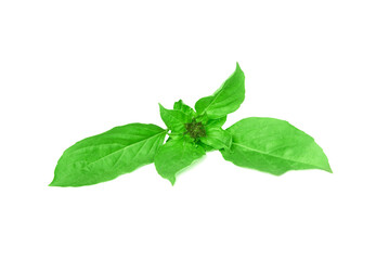 basil leaf isolated on white background.