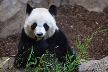 Obraz premium Panda eating bamboo in the forest