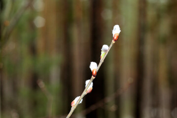 Beautiful, elegant, natural background with a willow branch. Buds close-up on a tree in the forest. Horizontal image. A copy of the space. Palm Sunday. Free space for text. Selective focus.