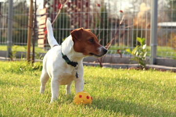 Pies w ogrodzie bawiący się piłką. A dog in the garden playing with a ball. Jack Russell Terrier