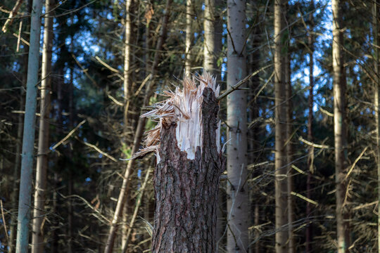 a tree broken by a storm on the coast of northern Germany