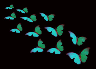 Fototapeta na wymiar Blue and turquoise morpho butterflies flying on a black background.