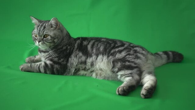 Scottish Straight Cat Lies On A Green Background