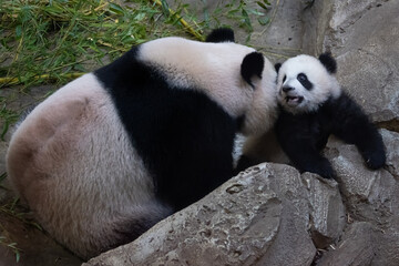 A baby panda plays with its mother