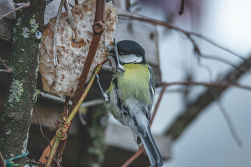 Feeding birds during severe frost winter feeding forest birds, on a cold day eating bacon on a tree branch