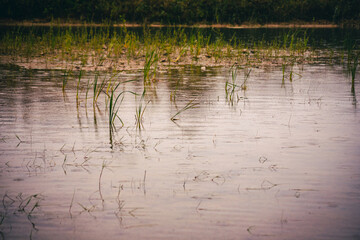 green river grass in water, rainy day in summer, pond in sand and gravel quarry