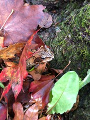 A wild Japanese brown frog is peeking from under red autumn leaves