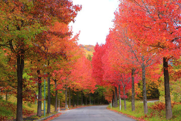 Fototapeta premium 紅葉が美しい田舎の道