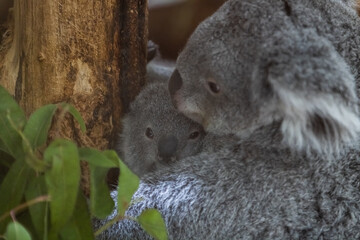 Fototapeta premium A baby koala and its mother walk in a tree