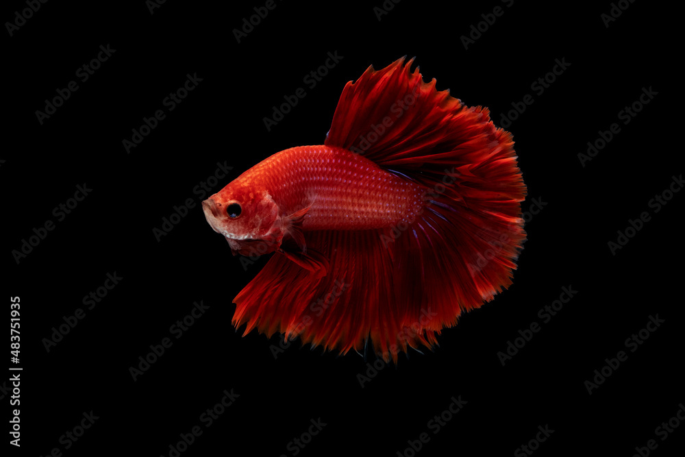 Poster betta fish