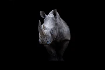 Zelfklevend Fotobehang Portrait of a white rhino with a black background © AB Photography