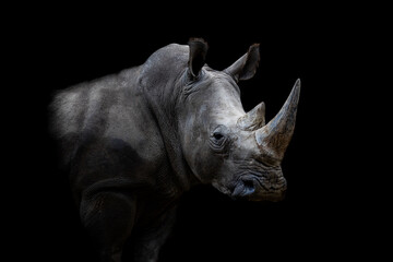 Portrait of a white rhino with a black background - Powered by Adobe