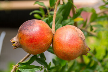 Little pomegranate on branch. Small pomegranate fruit on a green twig. uncommon little pomegranate fruit in nature