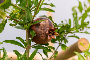 Little pomegranate on branch. Small pomegranate fruit on a green twig. uncommon little pomegranate fruit in nature
