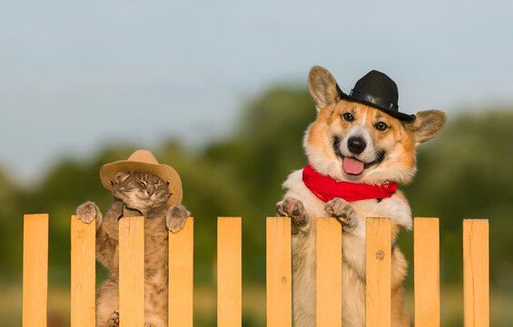 Funny Cat And Dog In Cowboy Hats Sitting On A Fence On A Farm On A Summer Day