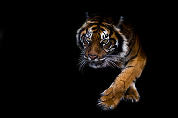 Obraz premium Portrait of a tiger with a black backgroung