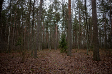 pine forest in autumn evening