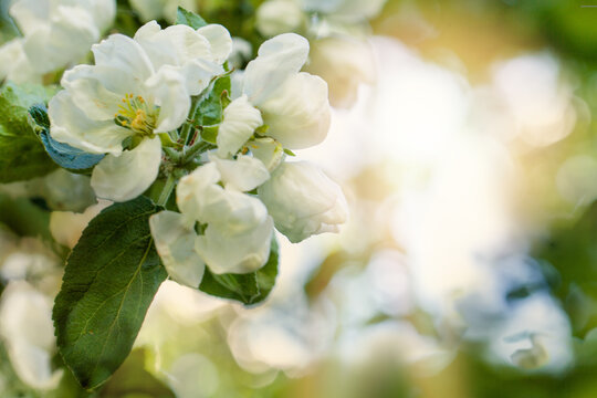 Close up image of beautiful spring white blossom flowers of apple tree. Spring apple flowers background