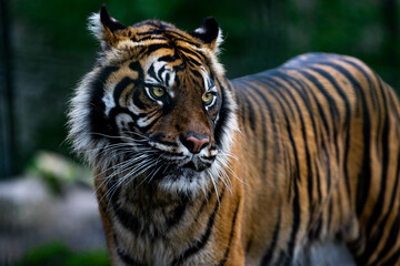 Obraz premium Portrait of a tiger in the forest