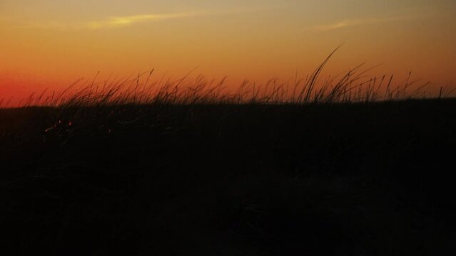 Dune Grass waving in the wind by the sea while the sun is setting on the red sky