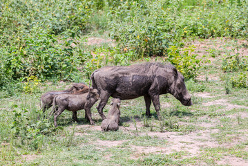 Three Warthog hoglets suckling from their mother as she feeds in the Waterberg Region of South Africa.