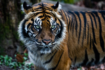 Fototapeta premium Portrait of a tiger in the forest