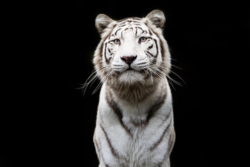 Portret van een witte tijger met een zwarte achtergrond