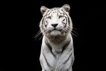 Deurstickers Zwart Portret van een witte tijger met een zwarte achtergrond
