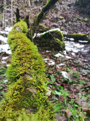 Obraz premium Tree trunk overgrown with green moss