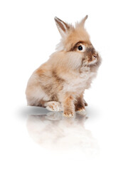 Isolated pistil rabbit on a white background with reflection. Isolated bunny. Easter Bunny