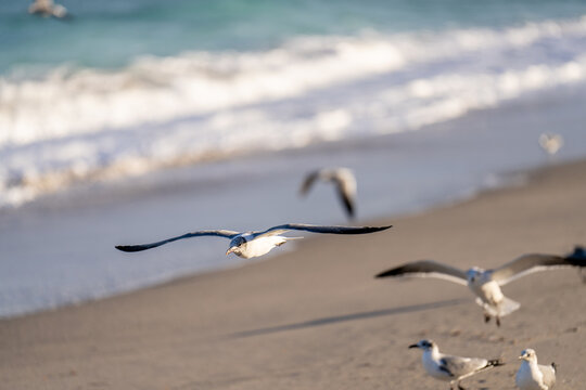 Seagull flying by the ocean shore